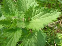 Image of Mangora acalypha (Walckenaer 1802)