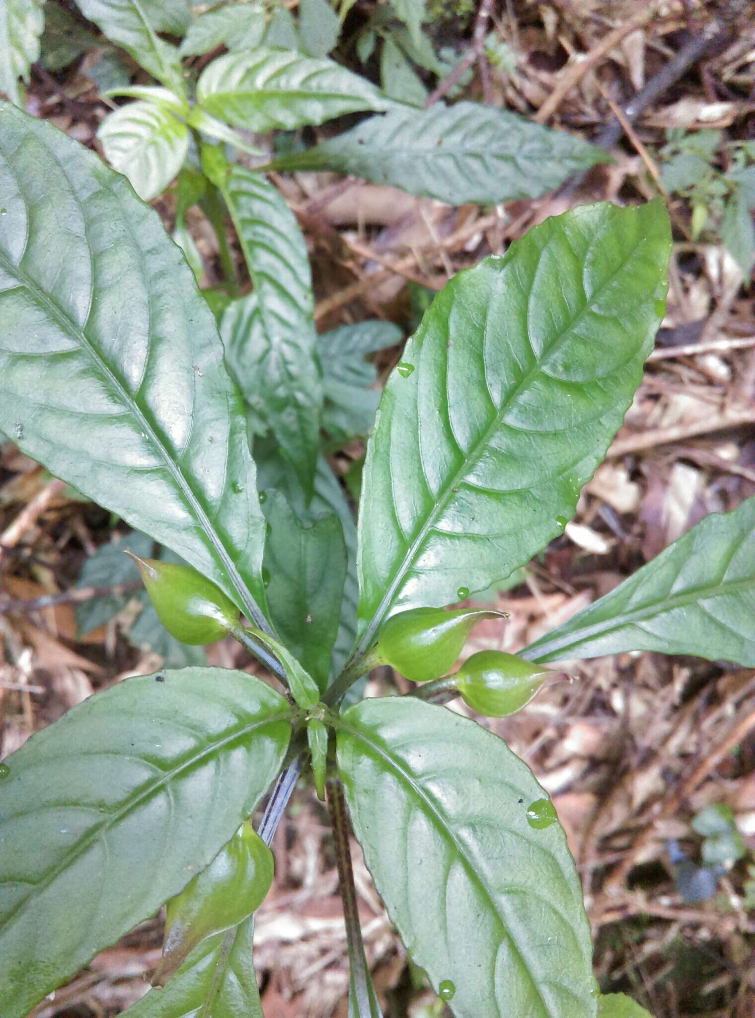 Imagem de Hemiboea bicornuta (Hayata) Ohwi