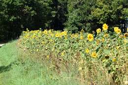 Image of common sunflower