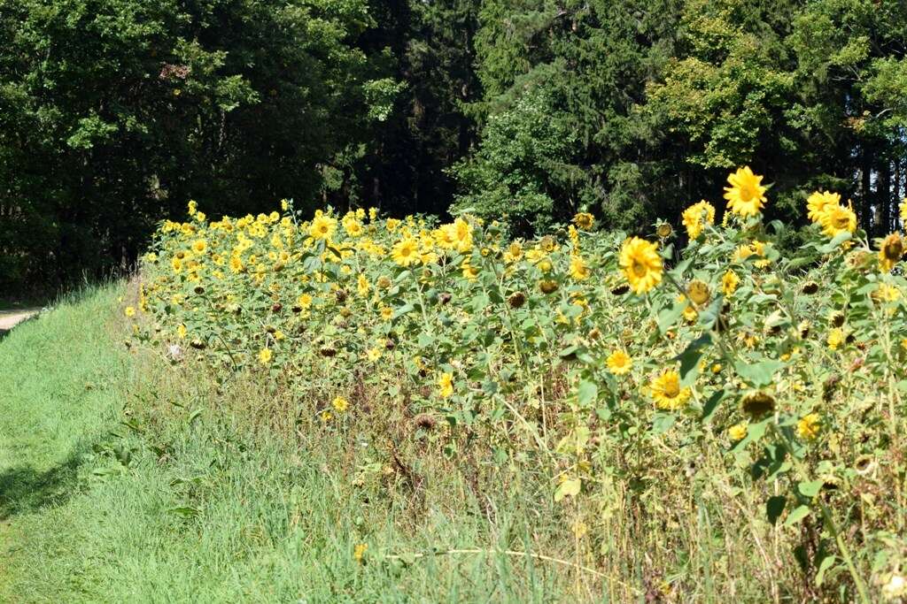 Image of common sunflower