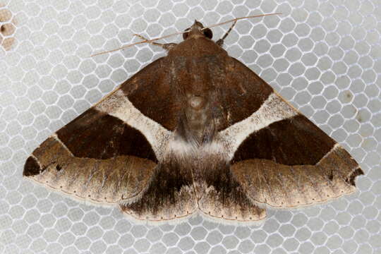 Слика од Dysgonia constricta Butler 1874