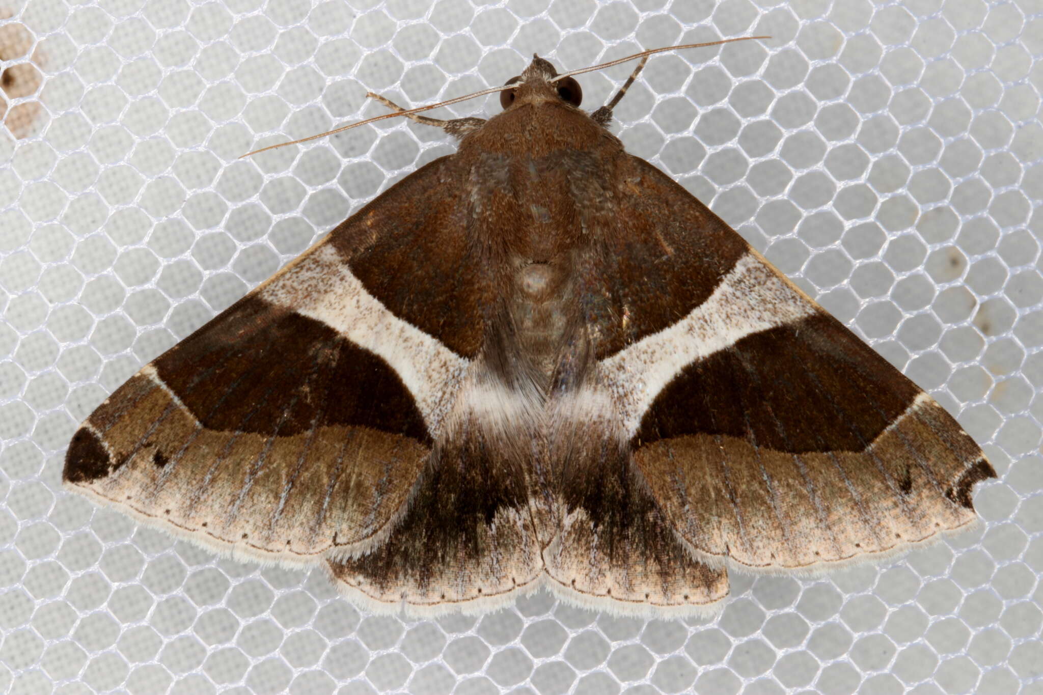 Image of Dysgonia constricta Butler 1874