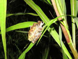 Image of Acre treefrog