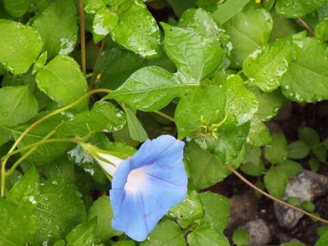 Image of whiteedge morning-glory