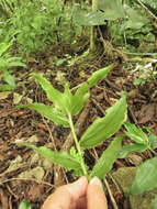 Image of Tripogandra grandiflora (Donn. Sm.) Woodson