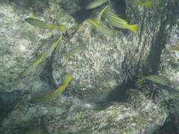 Image of Blue and gold snapper