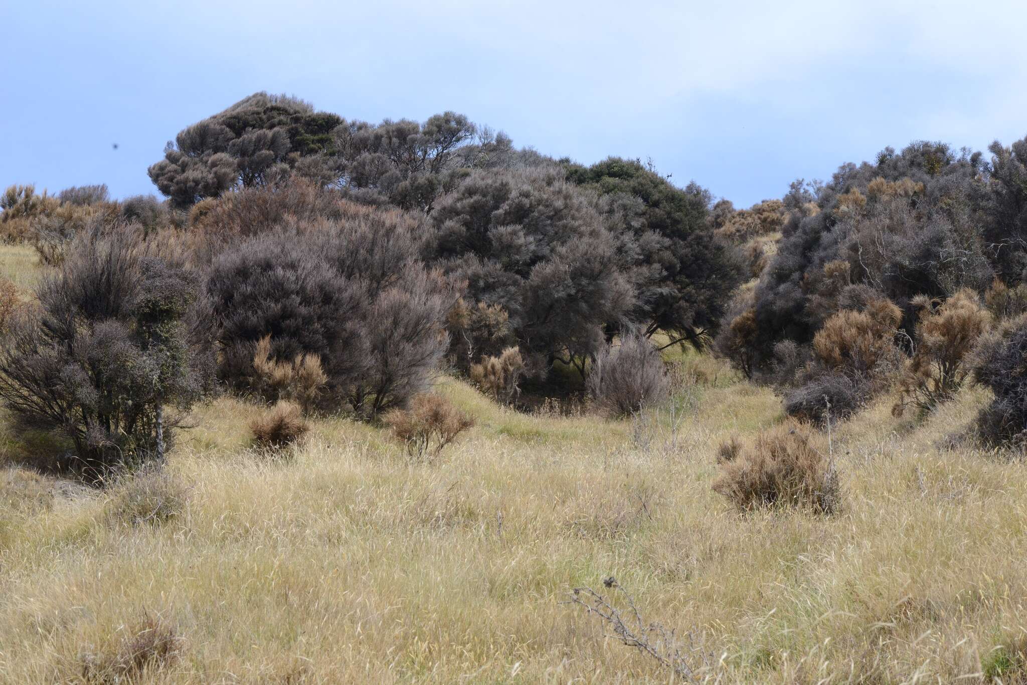 Plancia ëd Kunzea robusta de Lange & Toelken