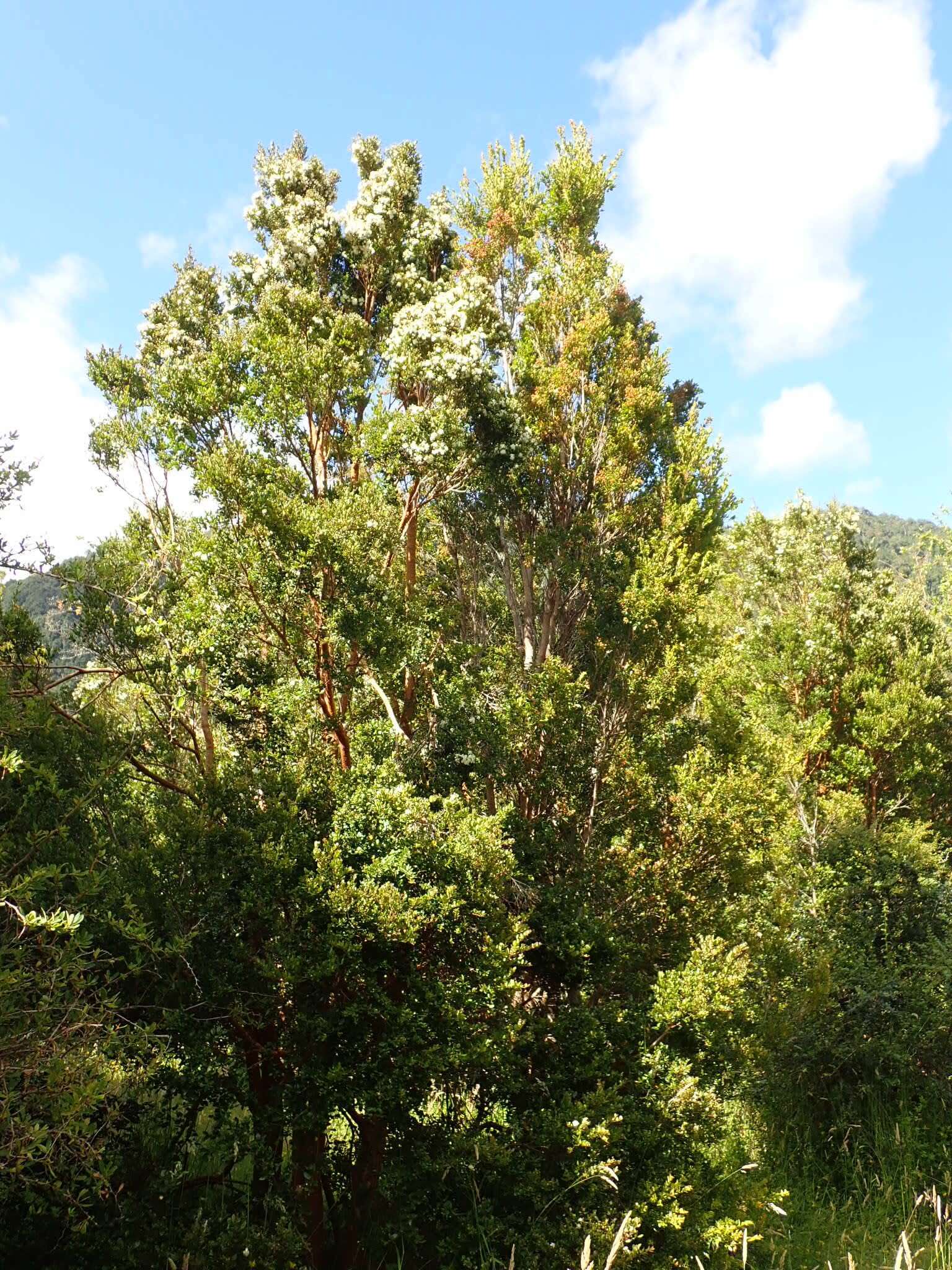 Image of Chilean Myrtle