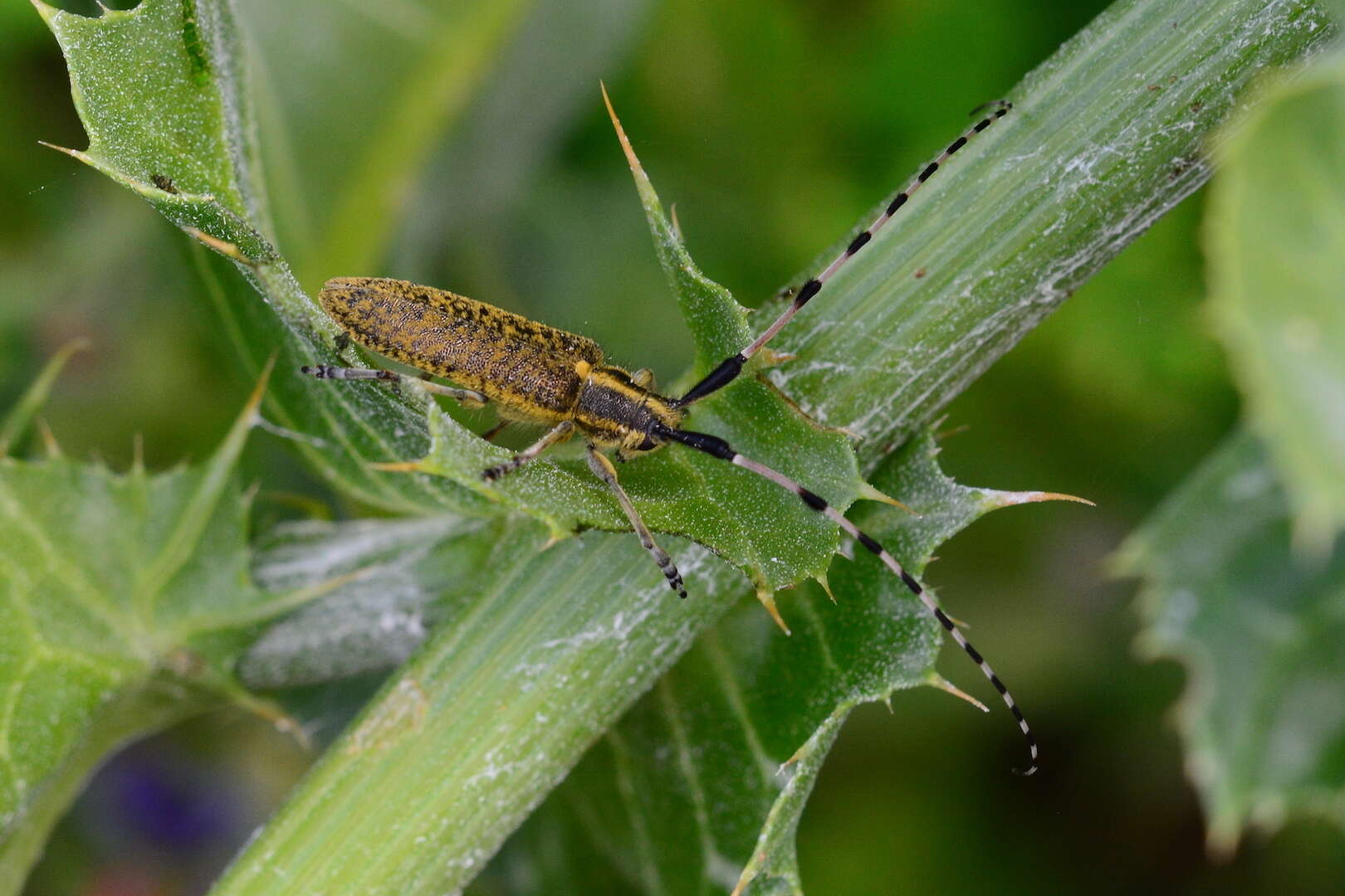 Image of Agapanthia (Epoptes) sicula Ganglbauer 1884