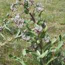 Image of Cynoglossum hystrix Greuter & Stier