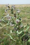 Cynoglossum hystrix Greuter & Stier resmi