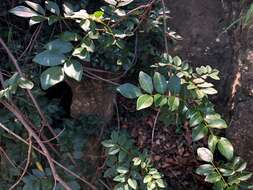 Plancia ëd Austrosteenisia blackii (F. Muell.) R. Geesink