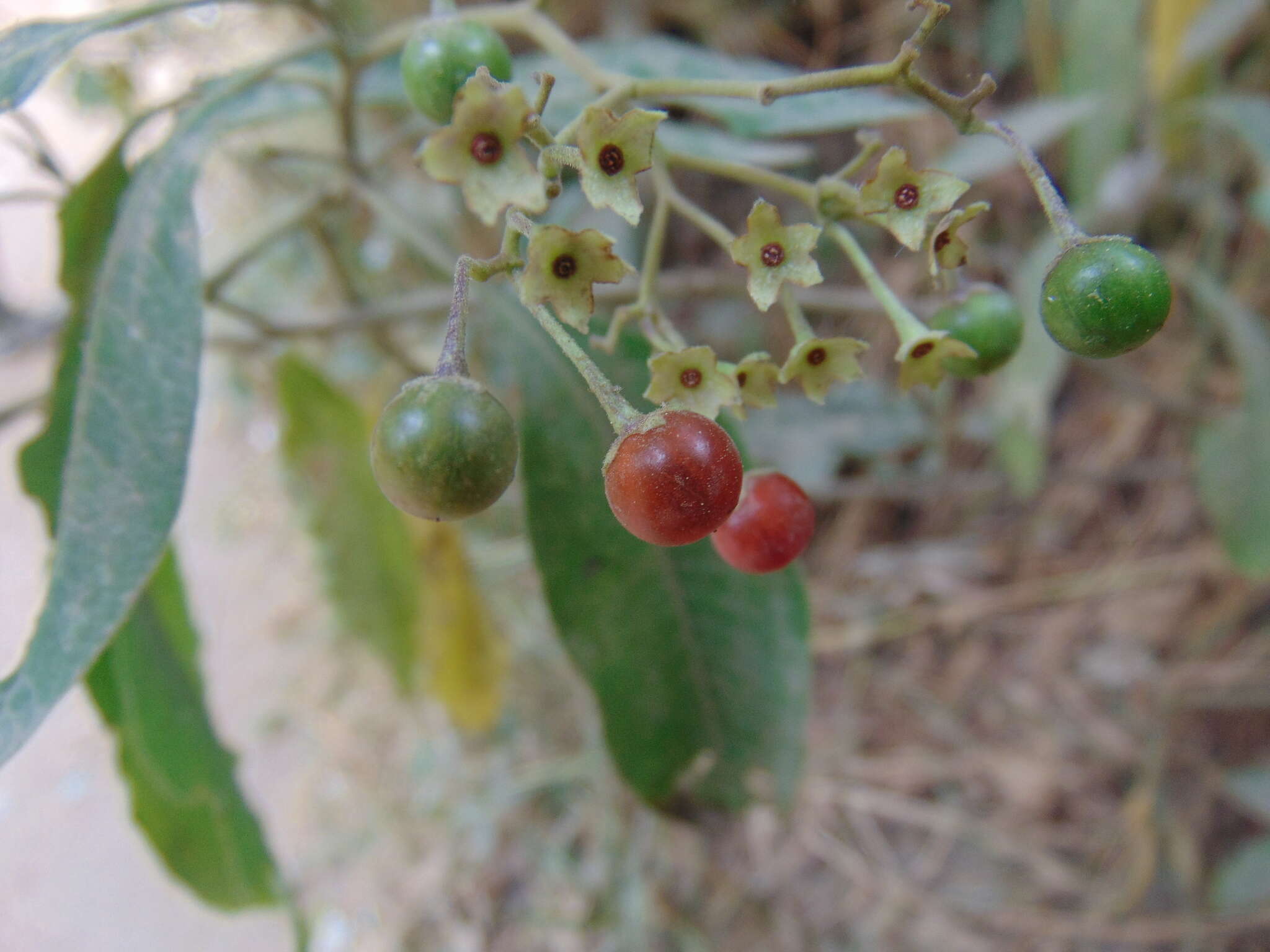 Image of Solanum pubigerum Dun.