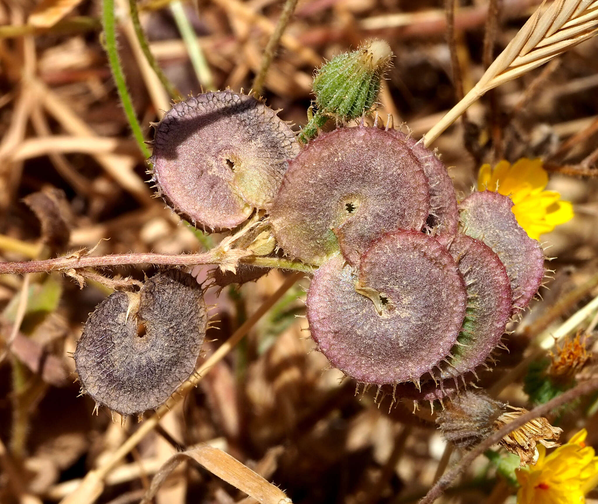 Image of Medicago radiata L.