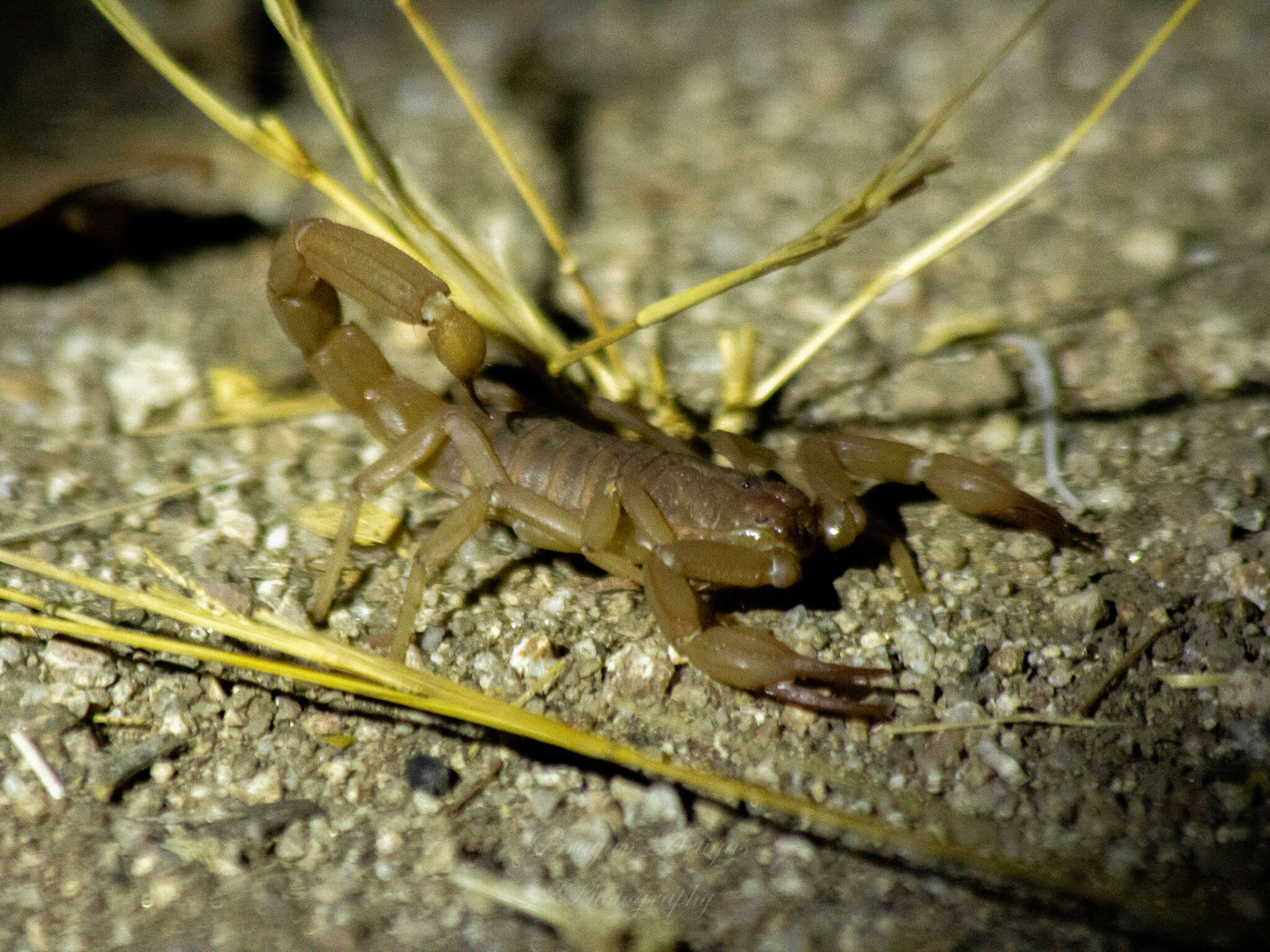 Image of Paravaejovis schwenkmeyeri (Williams 1970)