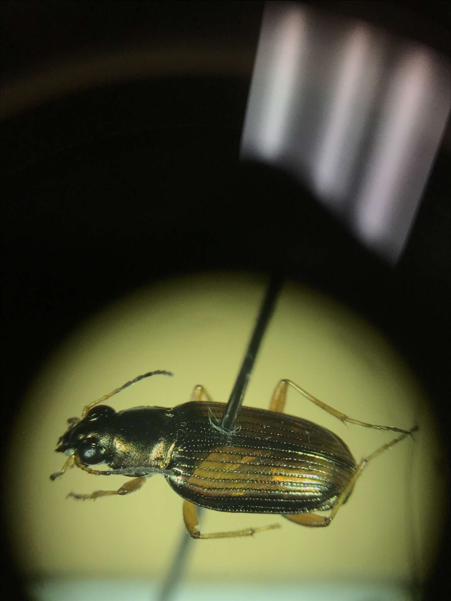 Image of Bembidion (Odontium) confusum Hayward 1897