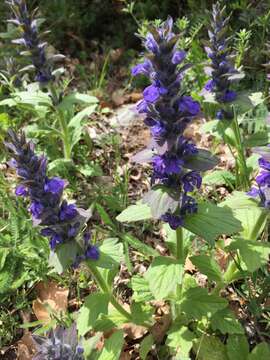 Слика од Ajuga genevensis L.