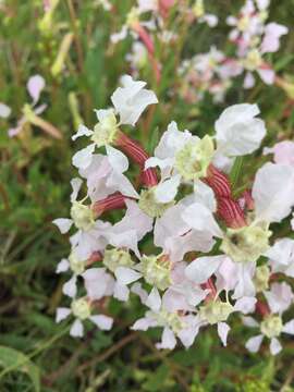 Image of creeping waxweed