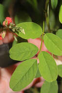 Indigofera trita L. fil.的圖片