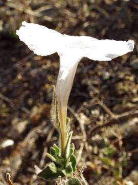 Image of Ruellia hirsutoglandulosa (Oerst.) Hemsl.