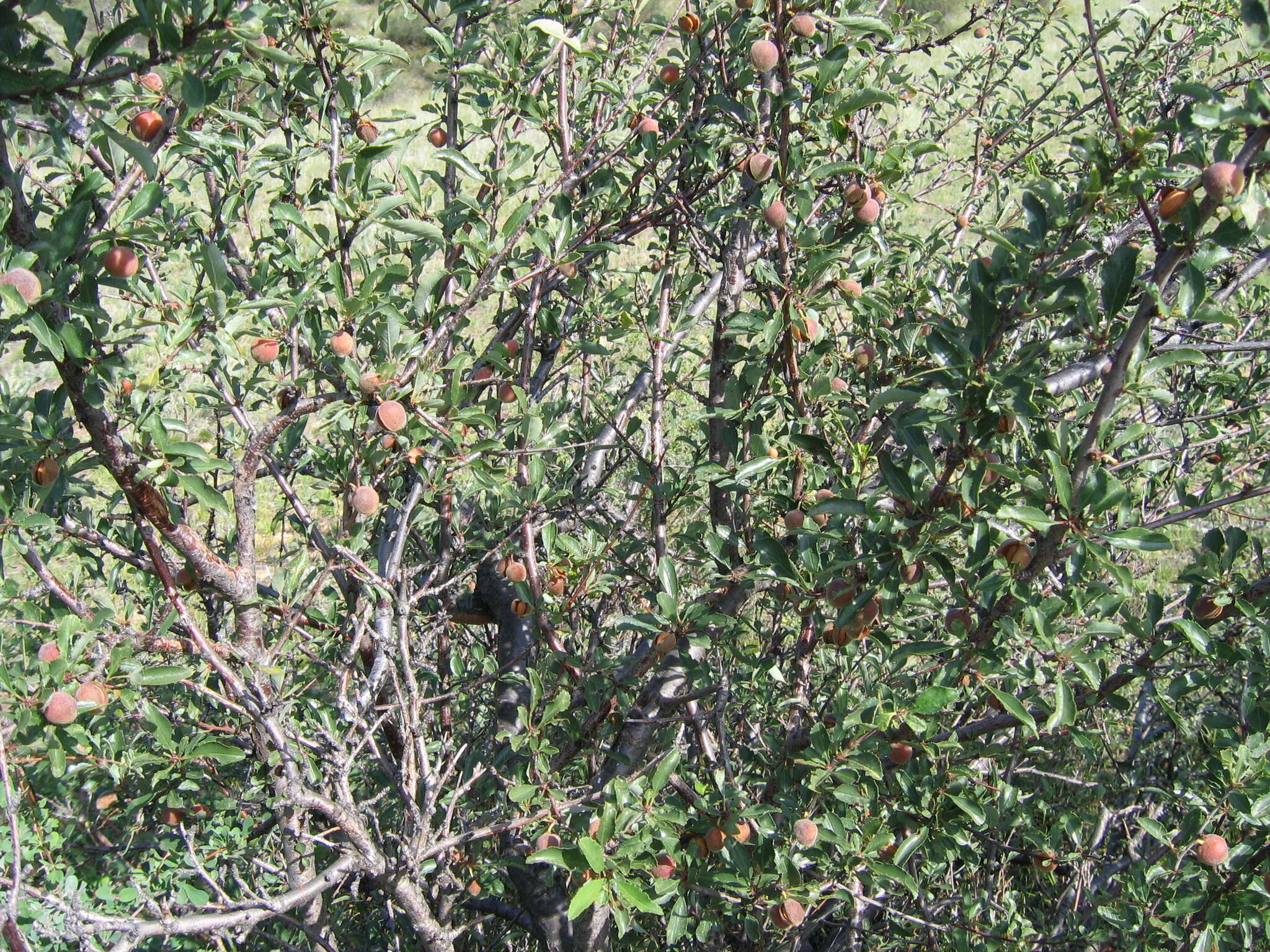 Imagem de Prunus pedunculata (Pall.) Maxim.