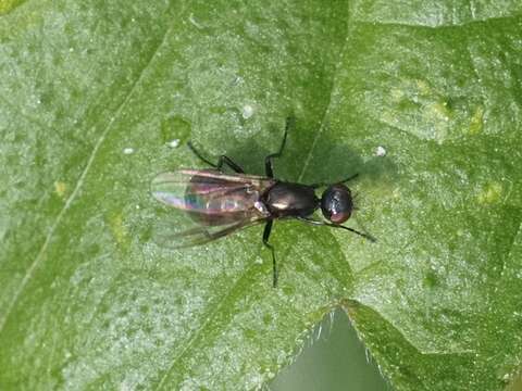 Nemopoda nitidula (Fallen 1820)的圖片