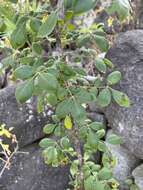 Zanthoxylum arborescens Rose的圖片