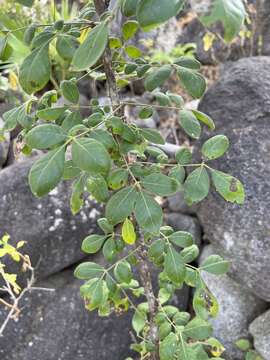 Image of Zanthoxylum arborescens Rose