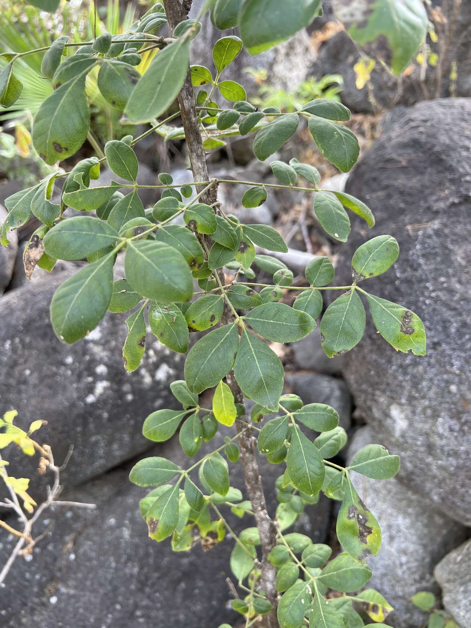 Слика од Zanthoxylum arborescens Rose