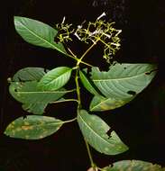 Image de Palicourea paniculata (L. fil.) P. L. R. Moraes & C. M. Taylor