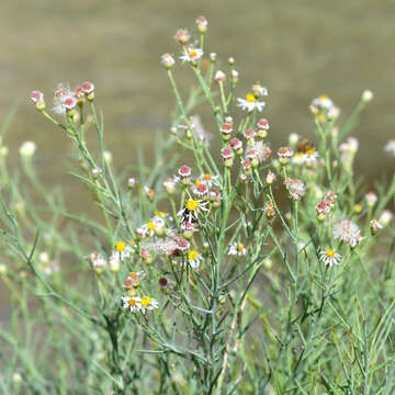 Image de Chloracantha spinosissima (Brandegee) Nesom