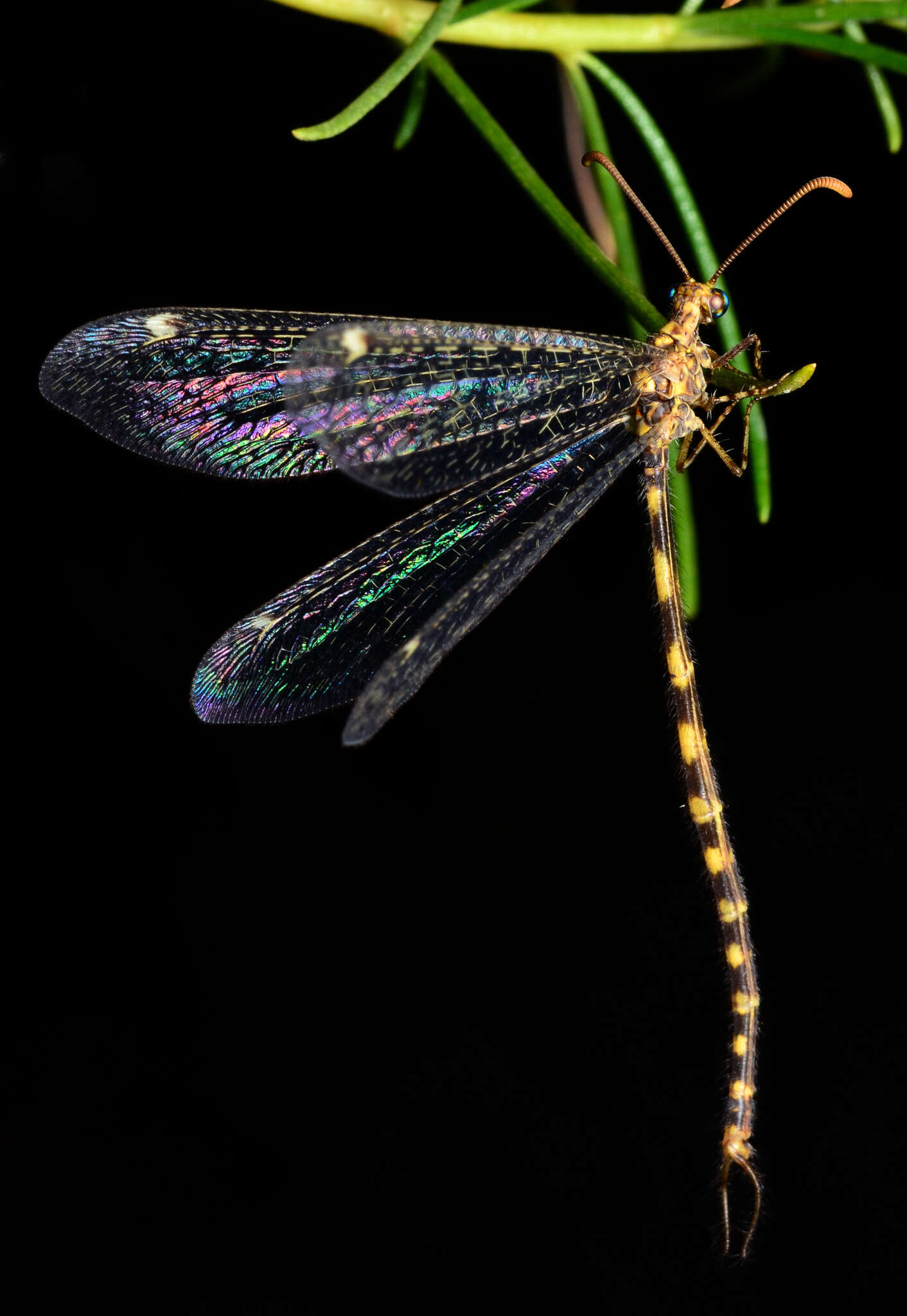 Image de Brachynemurus sackeni Hagen 1888