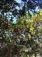 Image of Pacific madrone