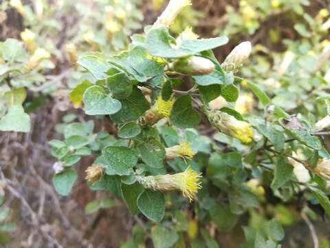 Brickellia veronicifolia (Kunth) A. Gray的圖片