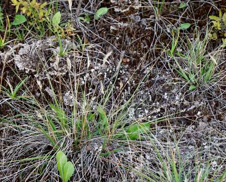 Image de Danthonia intermedia subsp. riabuschinskii (Kom.) Tzvelev