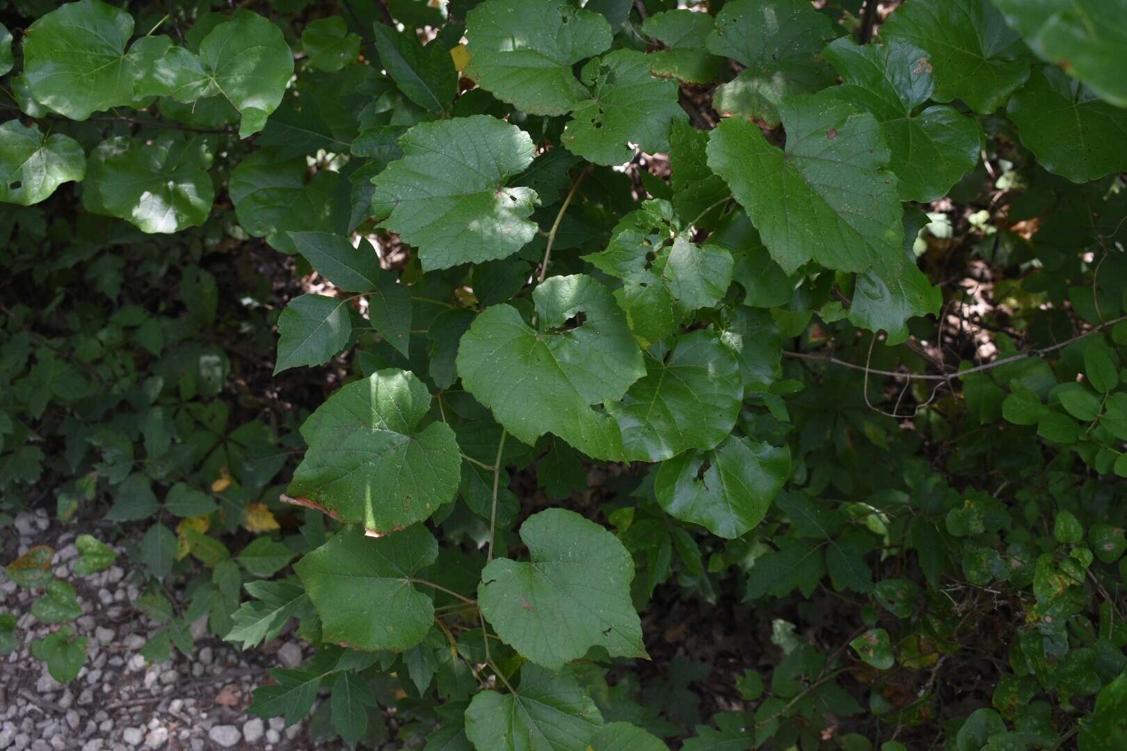 Sivun Vitis cinerea var. helleri (Bailey) M. O. Moore kuva