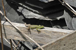 Image of Iberian rock lizard