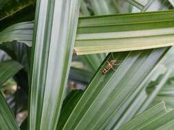 Image of Bamboo longhorn beetle