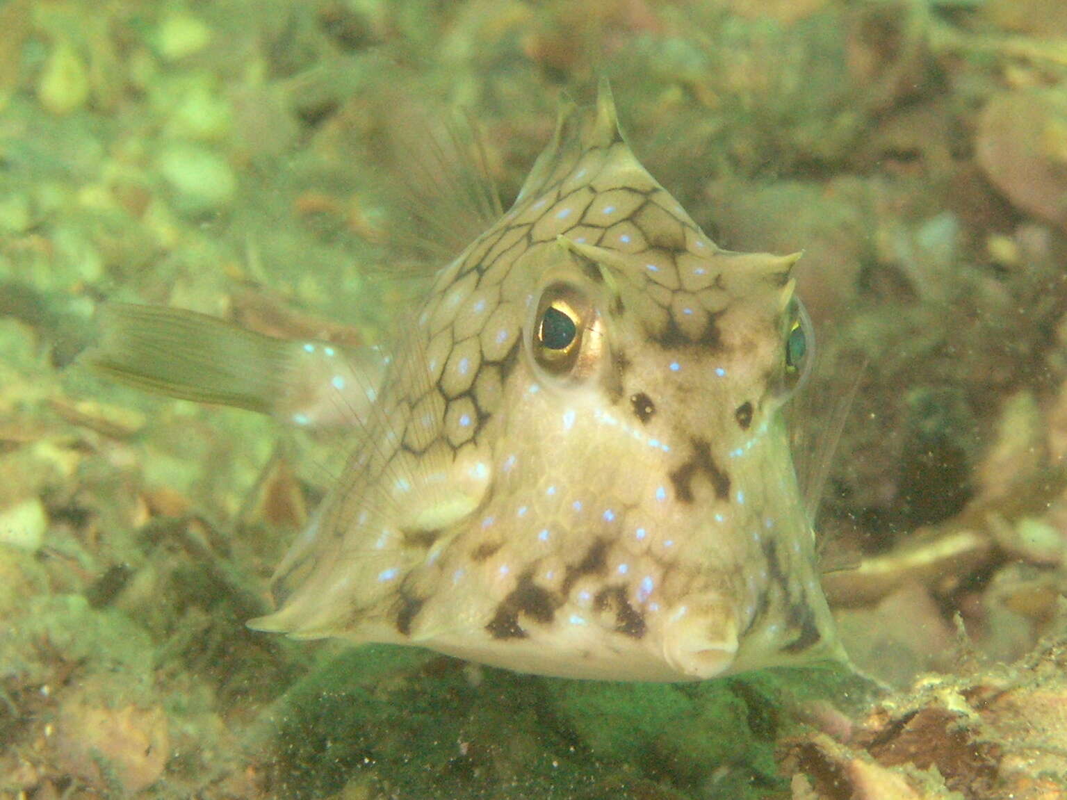 Image of Smallspine turretfish