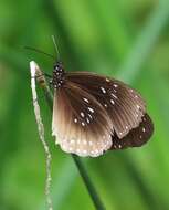 Image of Euploea alcathoe Godart 1819