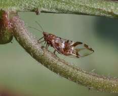 Imagem de Bactericera maculipennis (Crawford 1910)