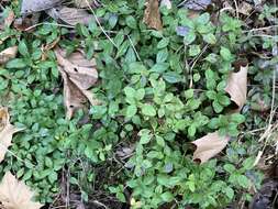 Image of Ozark calamint