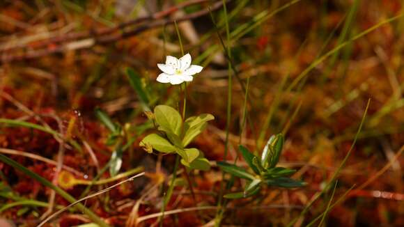 صورة Lysimachia europaea var. arctica (Fisch. ex Hook.)