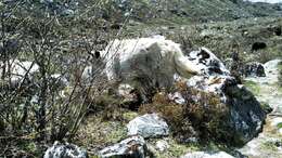 Image of yak