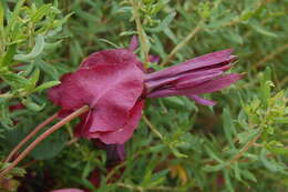 Image of Passiflora umbilicata (Griseb.) Harms