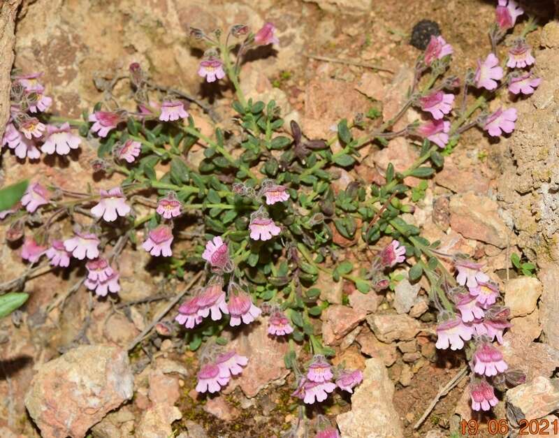 Image of Chaenorhinum crassifolium subsp. crassifolium