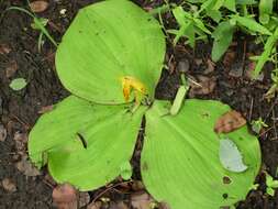 Image of Costus spectabilis (Fenzl) K. Schum.