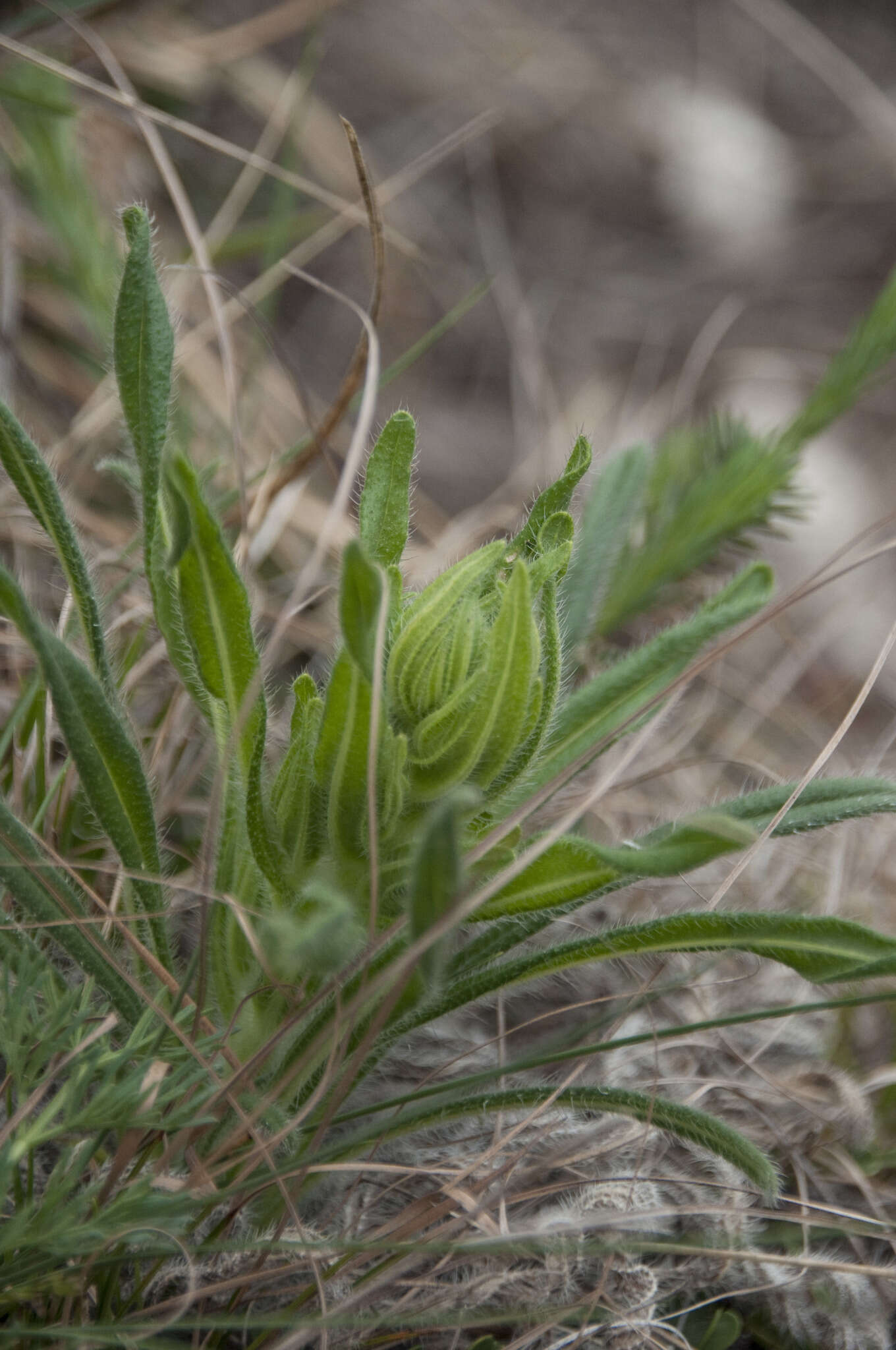 Слика од Onosma visianii G. C. Clementi