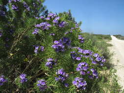 Image of Psoralea brilliantissima