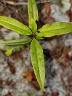 Sivun Asclepias curtissii A. Gray kuva